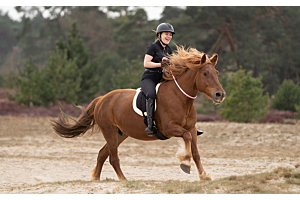 Bitloos, neckrope of met een barebackpad rijden? De kracht van afwisseling in je training!