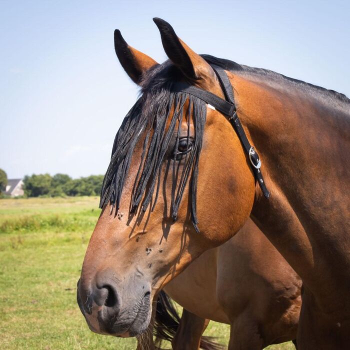 Vliegenfrontriem Harry's Horse Comfort Zwart Full