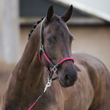 Touw HV Polo Frankie Viva Magenta Touw HV Polo Frankie Viva Magenta