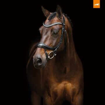 Hoofstel Equitus Beta zwart Cob