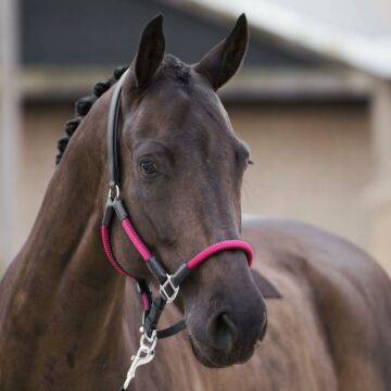 Halster HV Polo Frankie Viva Magenta 