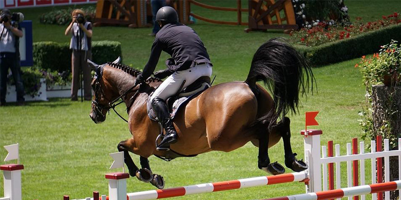 Alles wat je moet weten over kalkoenen bij jouw paard
