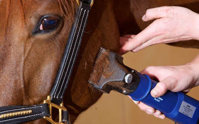 Wat heb je nodig om je paard te scheren?